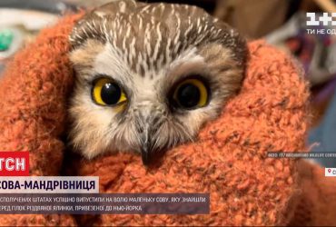 У Нью-Йорці врятували совеня, яке у гілках різдвяної ялинки подолало 270 кілометрів