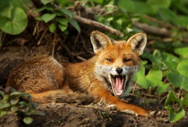 ВСУ в окопах едва не ограбила лиса: рыжую хитрюгу заинтересовала лопата (видео)