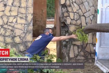 "Найсамотнішого у світі" слона перевезли до заповідника у Камбожді