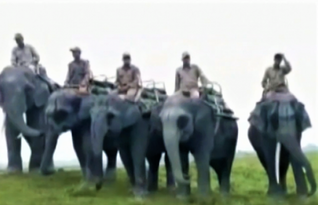 В індійському парку дикої природи після семи місяців карантину відновили сафарі зі слонами (відео)