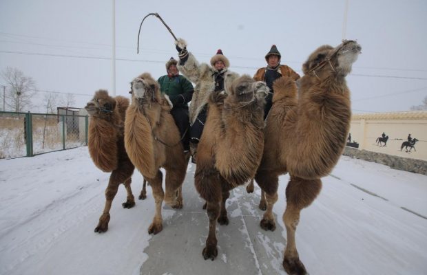 Український мандрівник показав найхолодніший регіон Китаю та взяв участь у екстремальних гонках на верблюдах (відео)
