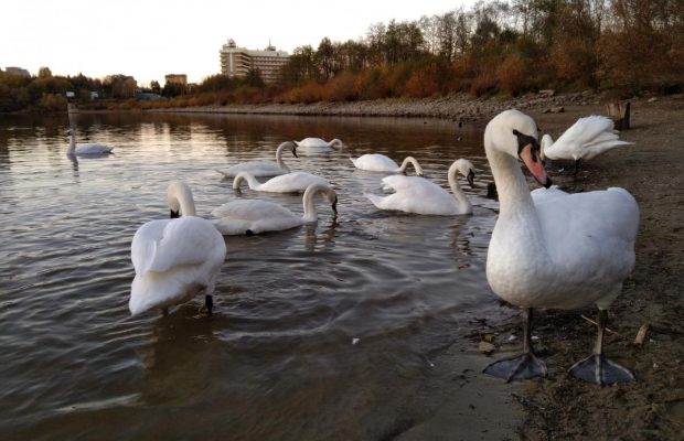 Невероятное зрелище: на пруду в Трускавце собралась большая стая лебедей (фоторепортаж)