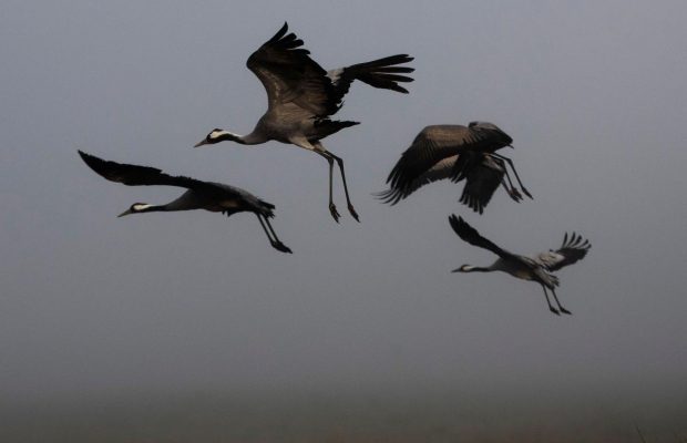 Журавлиные танцы в долине: в Израиле в самом разгаре сезон большой миграции птиц в теплые края (фоторепортаж)