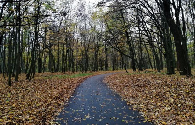Карантин выходного дня в Голосеевском лесу: идеи для прогулок на свежем воздухе в Киеве (фоторепортаж)
