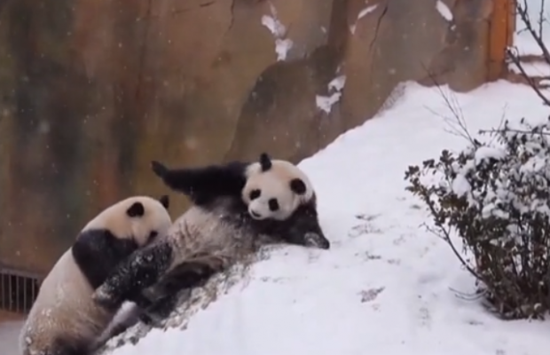 Кумедні китайські панди повеселили мережу реакцією на перший сніг (відео)