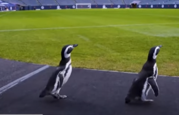 Карантинні розваги: пінгвіни з океанаріуму Чикаго прогулялися футбольним стадіоном (відео)