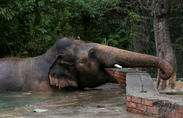 Співачка Шер допомогла звільнити "найсамотнішого слона в світі" (фото, відео)