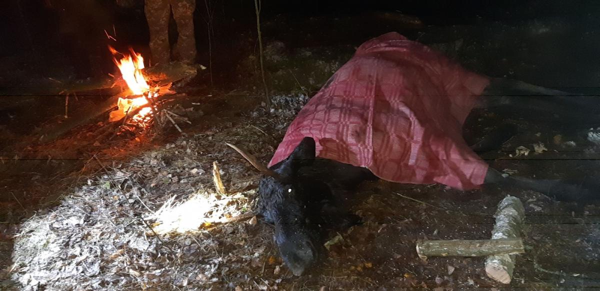 Єгерям вдалося врятувати вже повністю виснажену тварину з пастки / фото Чернігівське обласне управління мисливського та лісового господарства Єгерям вдалося врятувати вже повністю виснажену тварину з пастки / фото Чернігівське обласне управління мисливського та лісового господарства