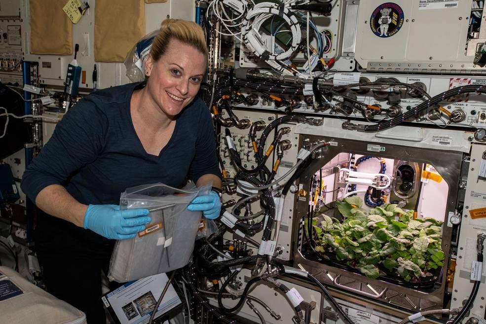 Астронавтка Кейт Рубинс 30 ноября собрала первый урожай / фото NASA Астронавтка Кейт Рубинс 30 ноября собрала первый урожай / фото NASA