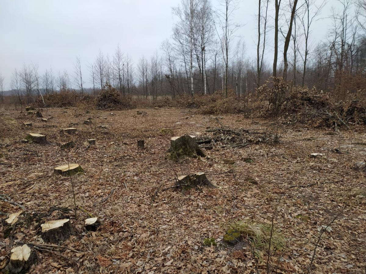Браконьєри вирубали лісу на понад шість мільйонів гривень / фото dei.gov.ua Браконьєри вирубали лісу на понад шість мільйонів гривень / фото dei.gov.ua