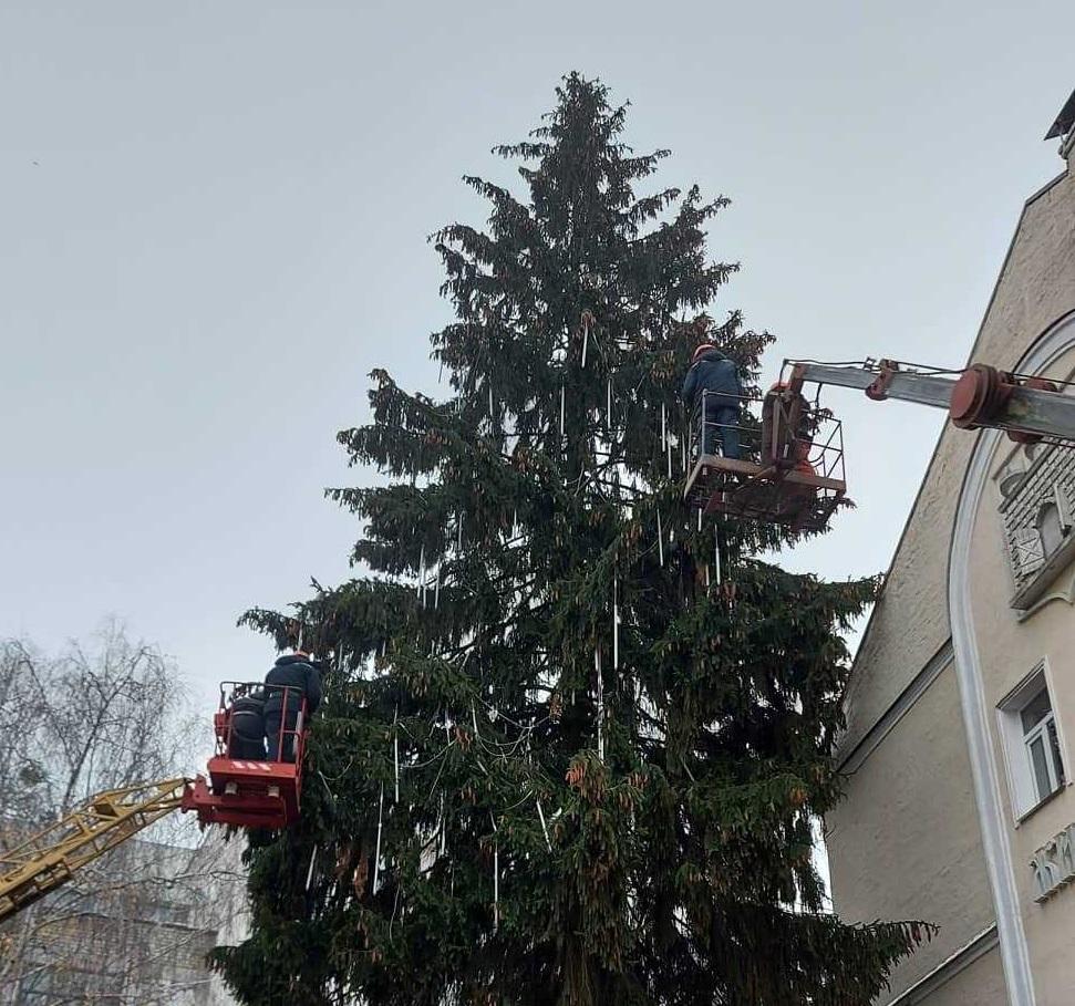 В городе украсят елку, которая растет на пешеходной улице Михайловской / фото горсовета Житомира В городе украсят елку, которая растет на пешеходной улице Михайловской / фото горсовета Житомира