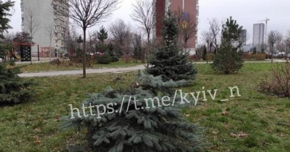 На Троєщині вирубали ялину \ фото Київ зараз На Троєщині вирубали ялину \ фото Київ зараз