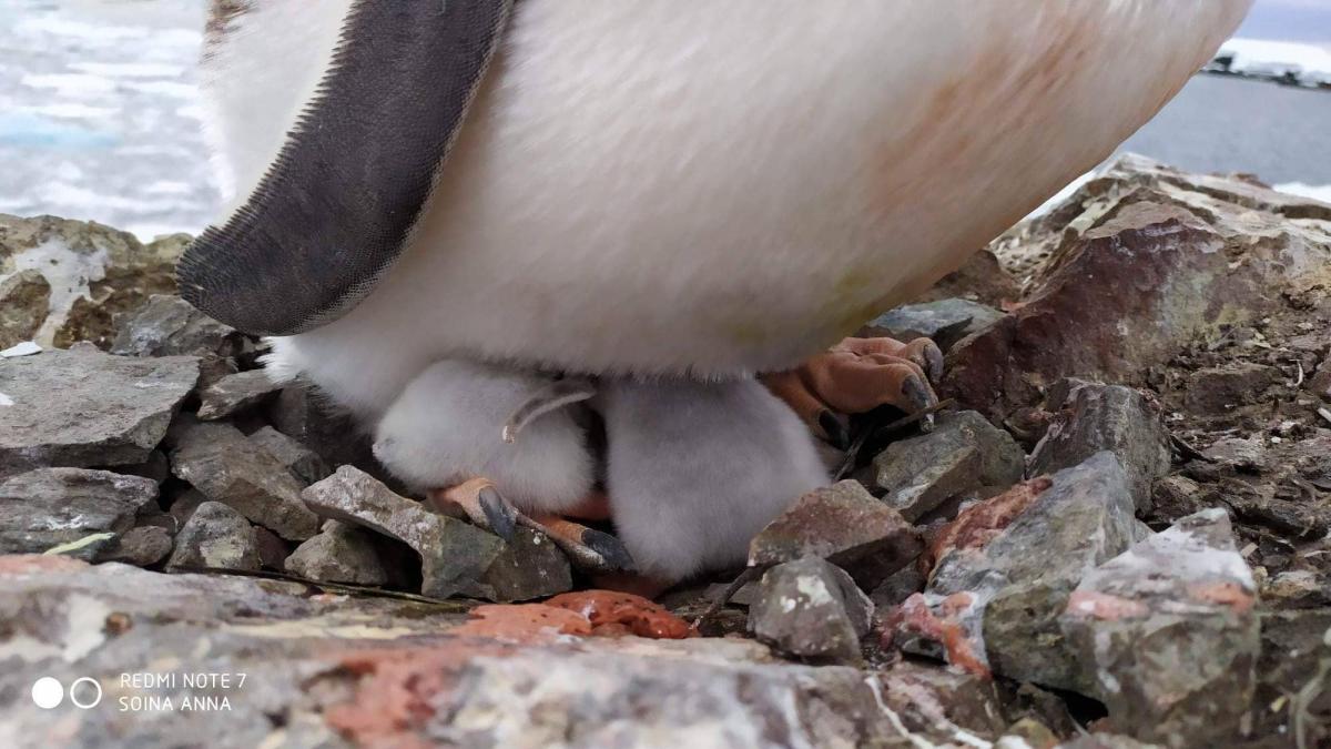 Пінгвінят назвуть Миколайчиками / фото facebook.com/AntarcticCenter Пінгвінят назвуть Миколайчиками / фото facebook.com/AntarcticCenter