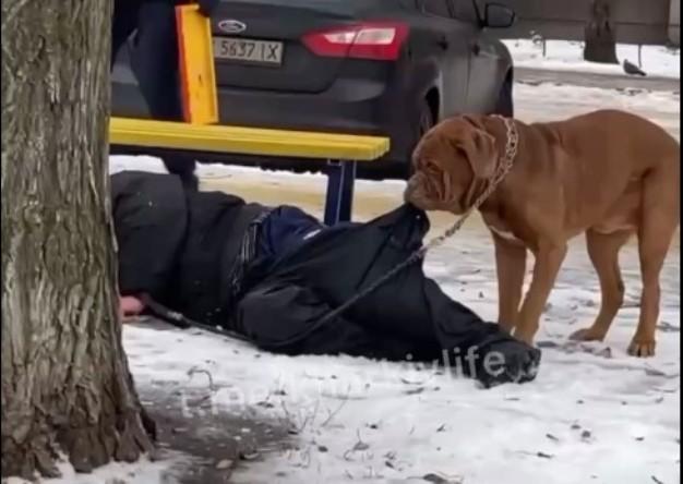 Собака волочив додому свого п'яного господаря / скрін відео Собака волочив додому свого п'яного господаря / скрін відео