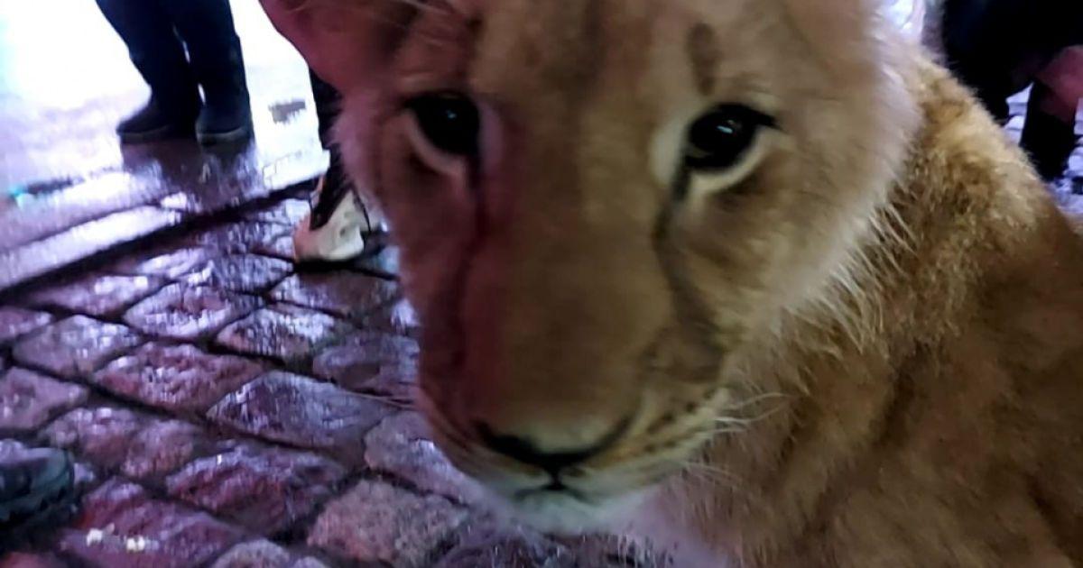 В Харькове на праздничной ярмарке заметили львенка / скрин видео В Харькове на праздничной ярмарке заметили львенка / скрин видео