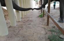Зворушливий момент зустрічі "найбільш самотнього слона в світі" з родичами потрапив на фото