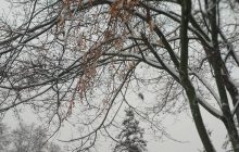 В Конотопе выпало 15 сантиметров снега (фото)
