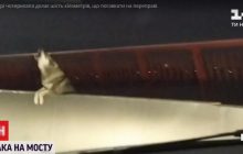 У Дніпрі собака долає 6 кілометрів, щоб погавкати на мосту (відео)