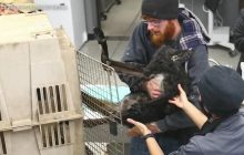 У США поліція, пожежники та місцеві 2 години ловили кенгуру-втікача (відео)