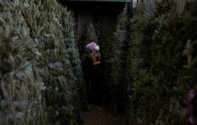 Коронавірус в Україні та світі: найважливіше на 12 грудня