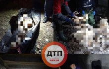 В Киеве спасатели достали из коллектора человеческие останки (фото)