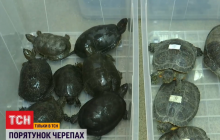 В Киеве десятки черепах спасли от холодной смерти (видео)