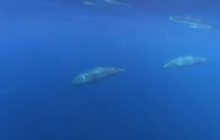 Учёные заявили, что могли случайно обнаружить новый вид китов (видео)