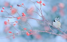 Сьогодні на сході України посиляться морози, а в одній області потеплішає до +7° (карта)