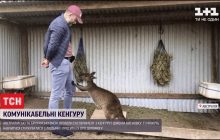 Можуть просити людської допомоги: вчені відкрили комунікативні навички у кенгуру (відео)