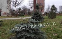 На Троещине возле памятника героям АТО вырубили ель (фото)