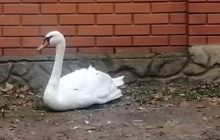 «Упал прямо с неба»: в Одессе патрульные спасли на улице травмированного лебедя