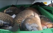 У Чехії митники поскаржилися на водія за перевезення живих коропів в жорстоких умовах