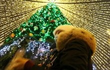 Якою буде головна ялинка країни на Новий рік: організатор поділився першими деталями
