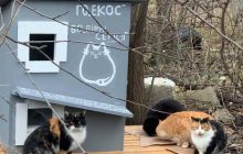 Во Львове появился первый в городе "Котодом" (фото, видео)