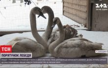 На Харьковщине раненого лебедя спасли из ледяной ловушки (видео)