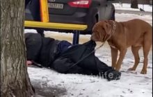 Чтобы ничего не отморозил: в Харькове собака волокла домой своего пьяного хозяина (видео)