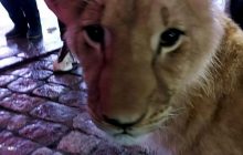 Стрибав на людей і чіпляв кігтями: у Харкові на святковому ярмарку помітили левеня (відео)