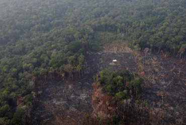 Тропический лес исчезает: вырубка деревьев в Амазонии за 12 лет достигла максимума