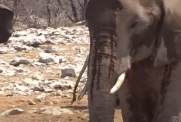 У Намібії влаштували розпродаж слонів на аукціоні (відео)