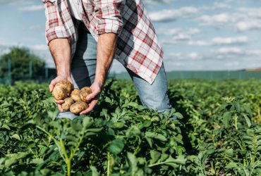 В Україні стрімко зросла ціна на картоплю