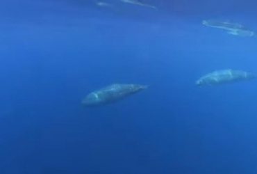 Учёные заявили, что могли случайно обнаружить новый вид китов (видео)