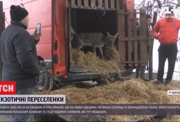 На острів Єрмаків завезли благородних олениць та ланей, аби ті приманювати екотуристів