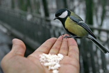 Украинцев ждет пасмурная и холодная среда: прогноз погоды на 4 декабря (карта)