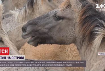 На острові Єрмаків поселилося стадо диких коней