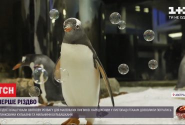 Перше Різдво: у Сіднеї пінгвінам влаштували розваги з мильними бульбашками