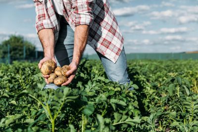 Посадка картошки 2021 Украина видео - дата посадки картошки, когда лучшесажать картошку — УНИАН