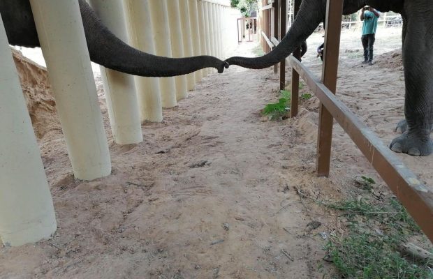 Зворушливий момент зустрічі "найбільш самотнього слона в світі" з родичами потрапив на фото