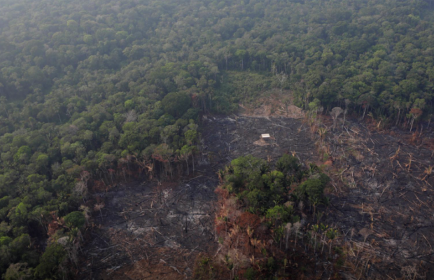 Тропічний ліс зникає: вирубка дерев в Амазонії за 12 років досягла максимуму