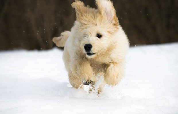 В Швейцарии собаки спасли хозяев, попавших под снежную лавину