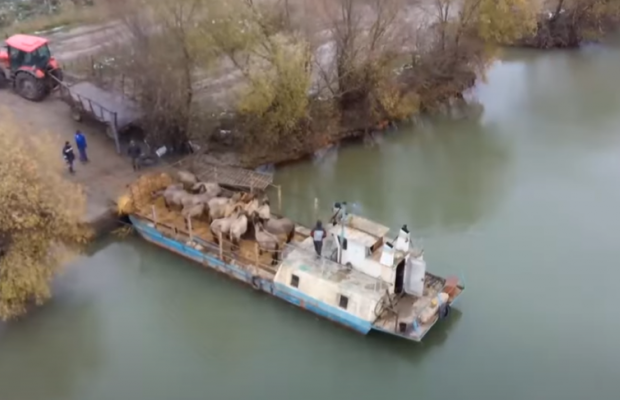 На безлюдному острові Єрмаків поселилося стадо диких коней (відео)